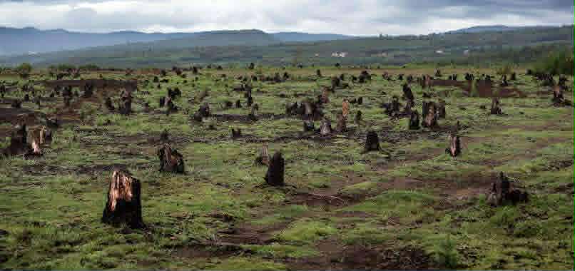 Deforested landscape covered with tree stumps