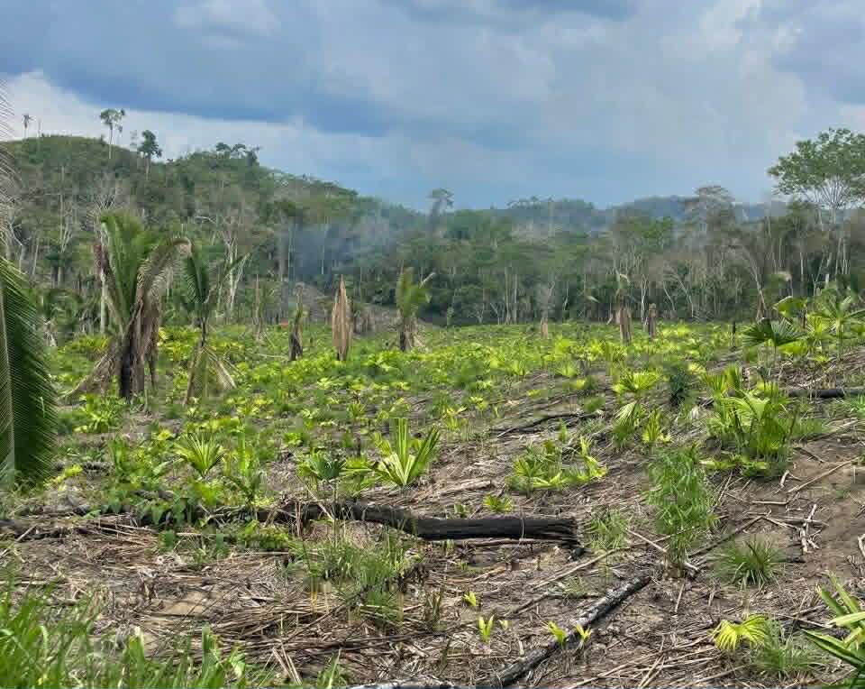 Cleared tropical forest showing the environmental transformation